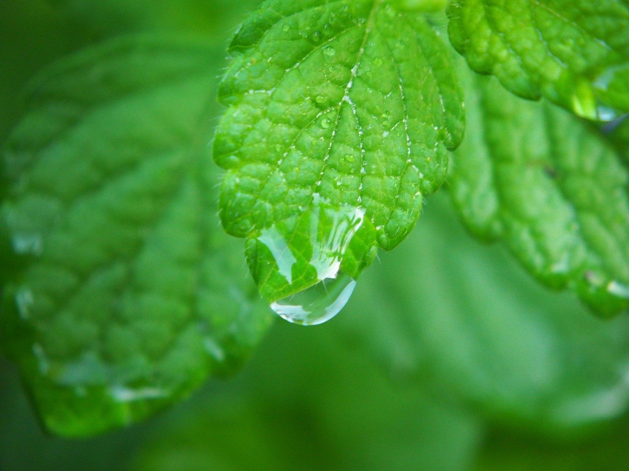 lemon balm, plant, herbs, drops, rain, green, leaves, balm, culinary herbs, garden, food, medicinal plant, aromatic plant, herb, summer, garden spice plant, lip petals, nature, meal, seasoning, garden plant, garden herbs, aroma, melissa officinalis