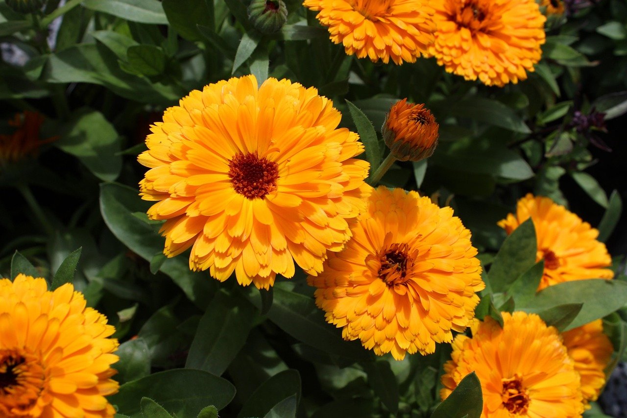 calendula, marigold, flower, garden marigold, flower background, nature, beautiful flowers, calendula officinalis, medicinal plant, flower wallpaper, composites