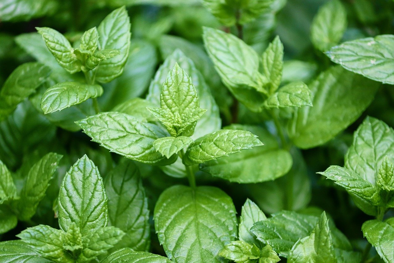 peppermint, mentha, leaves, peppermint leaves, medicinal plant, aromatic plant, smell, aromatic, tea, peppermint tea, nature, peppermint oil, medicine, ethereal, close up