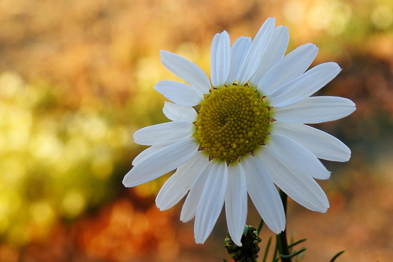 chamomile, dog chamomile, composites, fields, fall, wayside