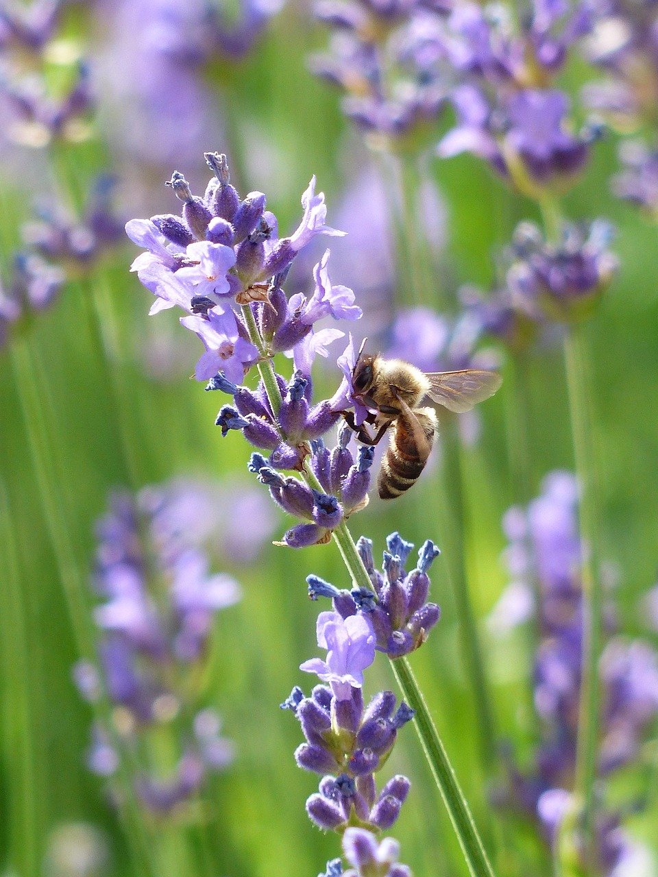 bee, insect, lavender, honey bee, animal, pollination, flowers, lavandula angustifolia, lavandula officinalis, flower background, lavandula vera, lavandula, ornamental plant, flowering plant, flower wallpaper, plant, flora, meadow, beautiful flowers, field, nature, closeup