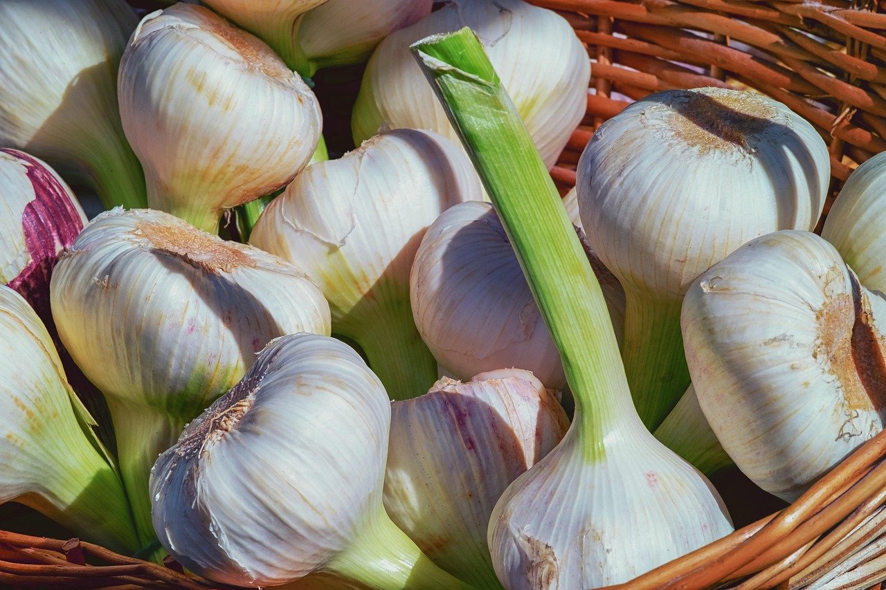 garlic, fresh, aromatic plant, aromatic, garlic bulb, seasoning, food, healthy, fresh garlic, hearty, to smell, tubers, herbs, enjoyment, mediterranean, garlic, garlic, garlic, garlic, garlic