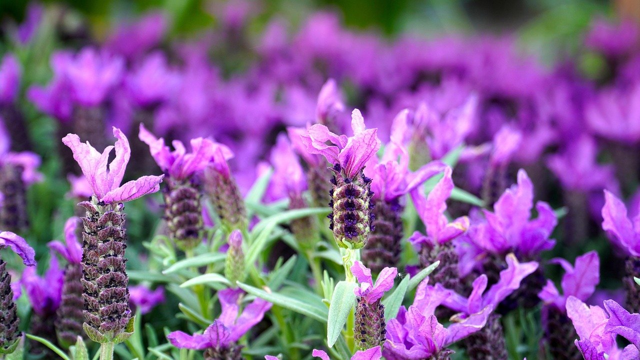 cup lavender, blossom, bloom, lavender, purple, lavender flowers, nature, lavender, lavender, lavender, lavender, lavender