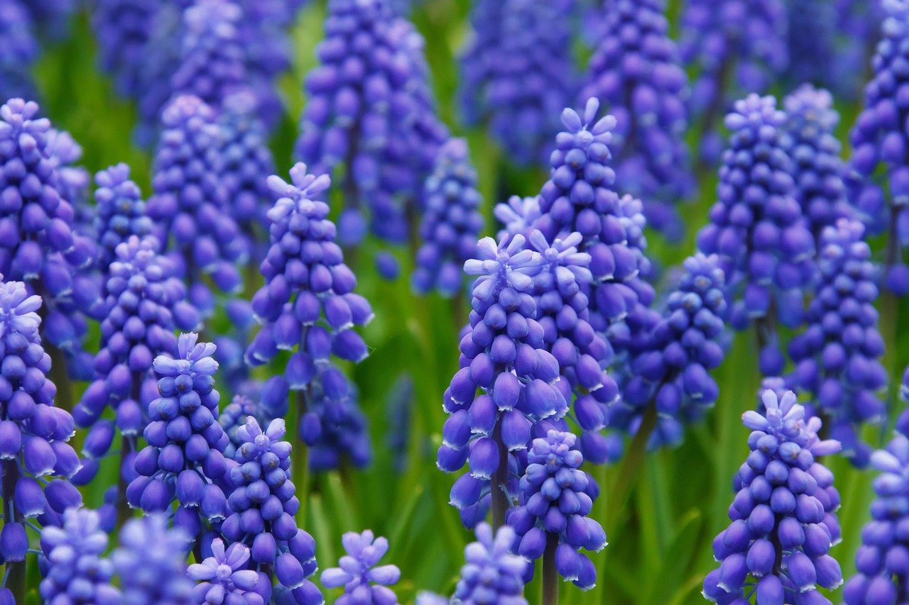 field, flowers, grape hyacinth, beautiful flowers, muscari, blue flowers, flower background, bloom, blossom, flowering plant, ornamental plant, plant, flora, flower wallpaper, nature, closeup