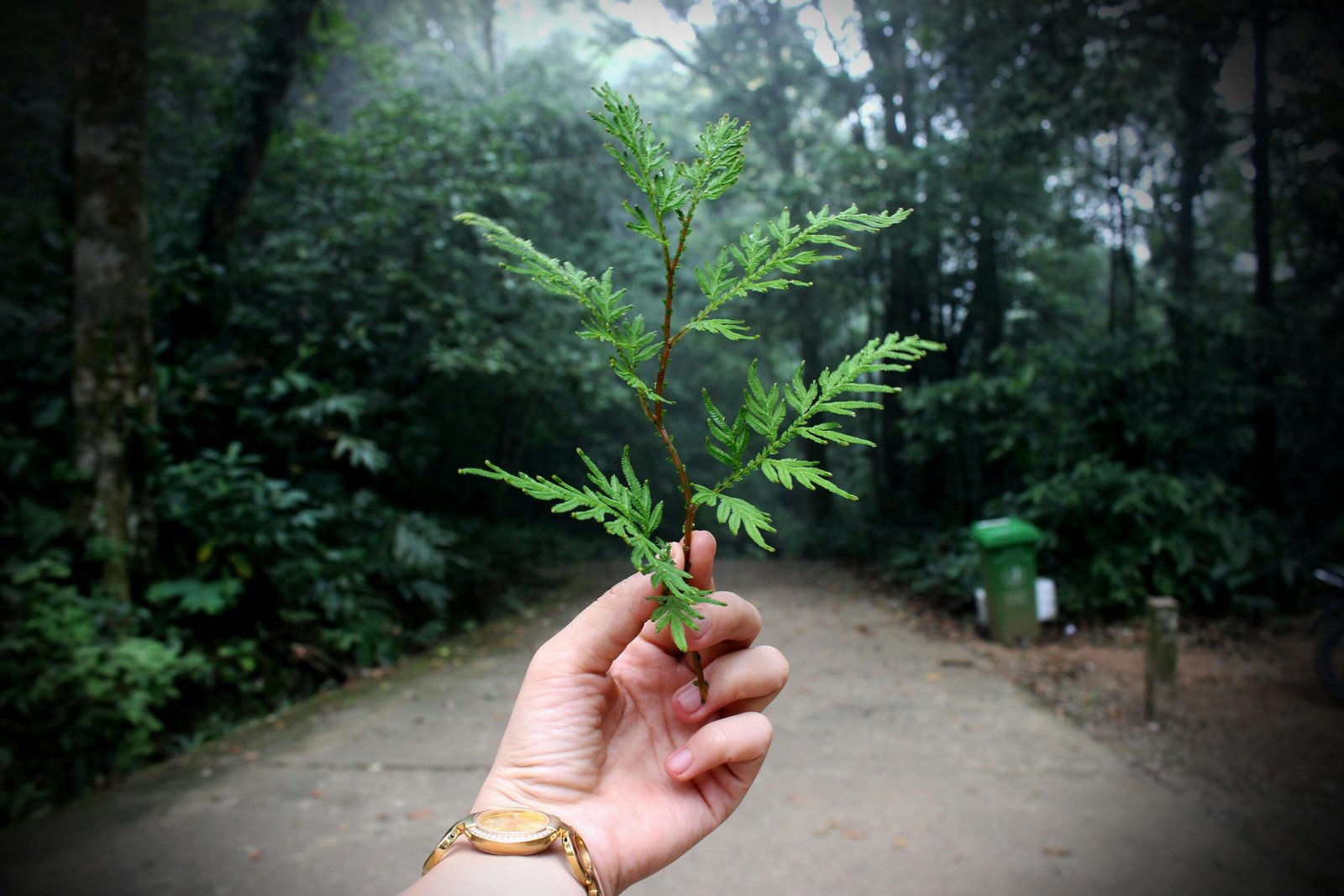 A hand holding a green fern leaf on a forest path, illustrating nature and growth.