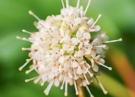 Detailed close-up of a Buttonbush (Cephalanthus occidentalis) flower bloom with blurred green background.