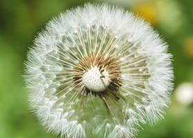 Detailed view of a dandelion with seeds in a green meadow.