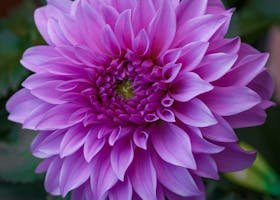 Stunning close-up of a pink dahlia flower with detailed petals, perfect for nature lovers.