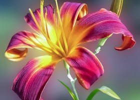 A vivid close-up of a blooming daylily showcasing vibrant colors and intricate petal details.