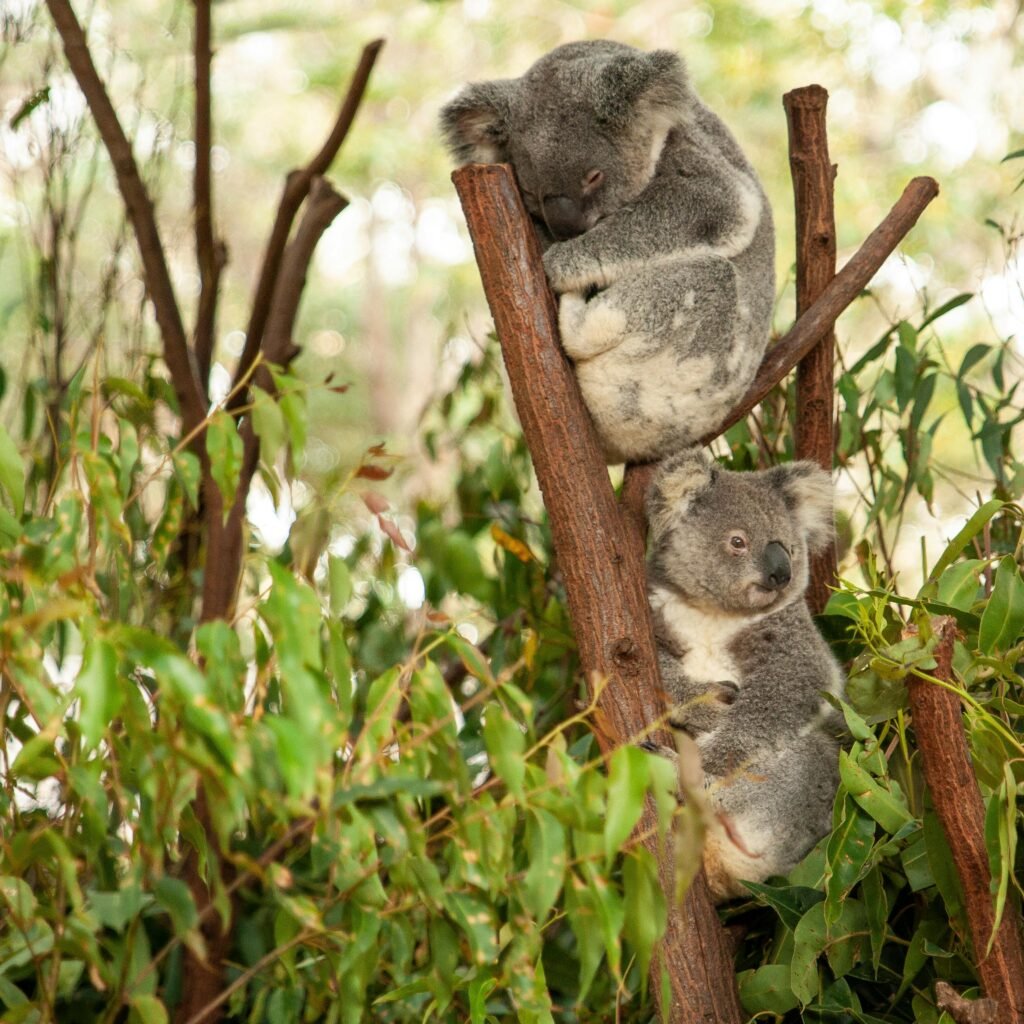 Two koalas peacefully resting on eucalyptus branches in a natural setting.